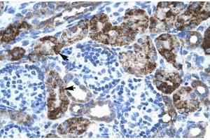 Immunohistochemistry (IHC) image for anti-Engrailed Homeobox 2 (EN2) (C-Term) antibody (ABIN2777264)