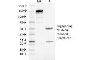SDS-PAGE Analysis Purified PD-L1 Mouse Monoclonal Antibody (PDL1/2746) (unconjugated). (PD-L1 抗体  (AA 39-191) (PE))