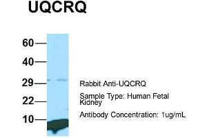 Western Blotting (WB) image for anti-Ubiquinol-Cytochrome C Reductase, Complex III Subunit VII, 9.5kDa (UQCRQ) (Middle Region) antibody (ABIN2790714)