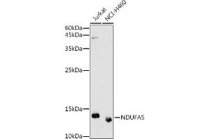 Western blot analysis of extracts of various cell lines, using NDUF antibody (ABIN7268804) at 1:1000 dilution. (NDUFA5 抗体  (AA 1-116))