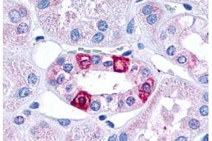 Anti-5HT1F Receptor antibody  ABIN1048264 IHC staining of human kidney, renal tubules. (HTR1F 抗体  (Cytoplasmic Domain))