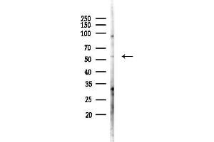 anti-Ras Association (RalGDS/AF-6) Domain Family (N-Terminal) Member 10 (RASSF10) (C-Term) antibody