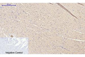 anti-Macrophage Migration Inhibitory Factor (Glycosylation-Inhibiting Factor) (MIF) (Internal Region) antibody