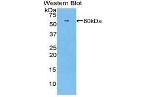Detection of Recombinant HRG, Human using Polyclonal Antibody to Histidine Rich Glycoprotein (HRG) (HRG 抗体  (AA 18-254))