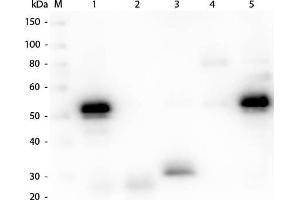 Western Blotting (WB) image for Chicken anti-Rabbit IgG (Heavy & Light Chain) antibody (ABIN101935)