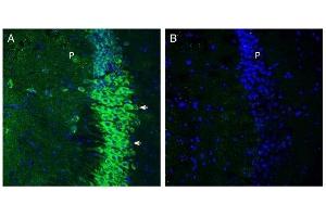 Expression of SLC6A15 in mouse hippocampus. (SLC6A15 抗体  (C-Term, Intracellular))