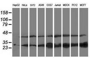 Image no. 2 for anti-Pyridoxamine 5'-Phosphate Oxidase (PNPO) antibody (ABIN1500319) (PNPO 抗体)