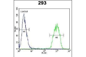 Flow cytometric analysis of 293 cells (right histogram) compared to a negative control cell (left histogram). (C-JUN 抗体  (C-Term))