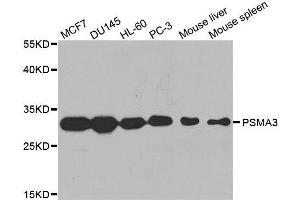 Western blot analysis of extracts of various cell lines, using PSMA3 antibody. (PSMA3 抗体  (AA 1-255))