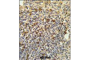 Formalin-fixed and paraffin-embedded human spleen tissue reacted with BAT4 Antibody , which was peroxidase-conjugated to the secondary antibody, followed by DAB staining. (BAT4 抗体  (C-Term))