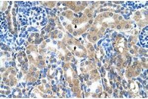 Immunohistochemical staining (Formalin-fixed paraffin-embedded sections) of human kidney with ABP1 polyclonal antibody  at 4-8 ug/mL working concentration. (DAO 抗体  (C-Term))