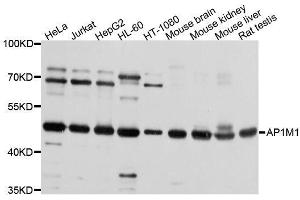 Western blot analysis of extracts of various cell lines, using AP1M1 antibody. (AP1M1 抗体  (AA 1-160))