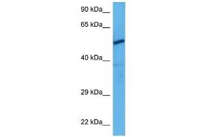 Host:  Rat  Target Name:  CHRNA3  Sample Tissue:  Rat Skeletal Muscle  Antibody Dilution:  1ug/ml