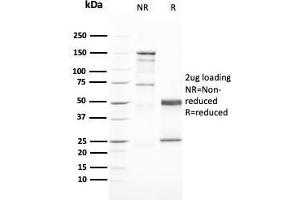 SDS-PAGE Analysis Purified GATA-3 Mouse Monoclonal Antibody (GATA3/2446). (GATA3 抗体  (AA 357-436))