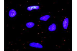 Proximity Ligation Analysis of protein-protein interactions between PDGFA and PDGFRA. (PDGFA 抗体  (AA 1-211))