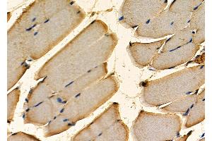 ABIN7093981 and ABIN7098025 at 1/100 staining Mouse kidney tissue by IHC-P. (R-Spondin 3 抗体  (Internal Region))