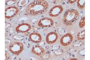 Detection of IDH1 in Human Kidney Tissue using Polyclonal Antibody to Isocitrate Dehydrogenase 1, Soluble (IDH1) (IDH1 抗体  (AA 74-333))