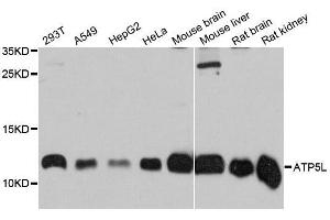 Western blot analysis of extracts of various cell lines, using ATP5L antibody (ABIN5996596) at 1:3000 dilution. (ATP5L 抗体)