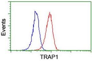 Image no. 2 for anti-TNF Receptor-Associated Protein 1 (TRAP1) antibody (ABIN1501499) (TRAP1 抗体)