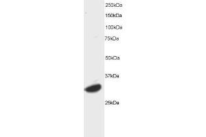 ABIN184653 staining (0. (ATF7 抗体  (C-Term))