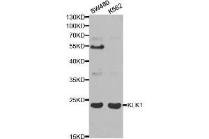 Western blot analysis of extracts of various cell lines, using KLK1 antibody (ABIN5970914) at 1/1000 dilution. (Kallikrein 1 抗体)