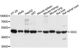 Western blot analysis of extract of various cells, using GDI2 antibody. (GDI2 抗体)