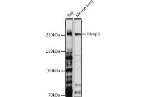 Western blot analysis of extracts of various cell lines, using Hivep3 antibody (ABIN7267792) at 1:1000 dilution. (Human Immunodeficiency Virus Type I Enhancer Binding Protein 3 (HIVEP3) 抗体)