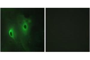 Immunofluorescence (IF) image for anti-Dual Specificity Phosphatase 9 (DUSP9) (AA 151-200) antibody (ABIN2879162) (DUSP9 抗体  (AA 151-200))