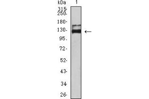 Western blot analysis using CD339 mouse mAb against Hela (1) cell lysate.