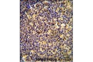 ANR44 Antibody (Center) (ABIN654733 and ABIN2844421) immunohistochemistry analysis in formalin fixed and paraffin embedded human tonsil tissue followed by peroxidase conjugation of the secondary antibody and DAB staining. (ANKRD44 抗体  (AA 481-510))