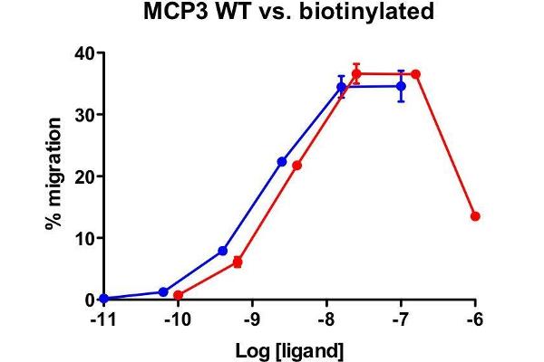 CCL7 Protein (AA 24-99)
