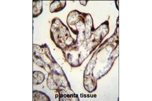 PYGO1 Antibody (C-term) (ABIN656121 and ABIN2845460) immunohistochemistry analysis in formalin fixed and paraffin embedded human placenta tissue followed by peroxidase conjugation of the secondary antibody and DAB staining. (PYGO1 抗体  (C-Term))