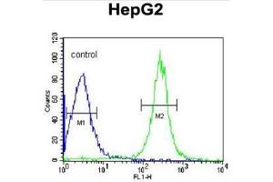 ANGPTL4 Antibody (Center) flow cytometric analysis of HepG2 cells (right histogram) compared to a negative control cell (left histogram). (ANGPTL4 抗体  (Middle Region))