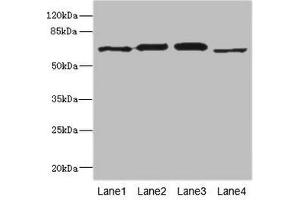 Western blot All lanes: RPN2 antibody at 1. (Ribophorin II 抗体  (AA 360-540))