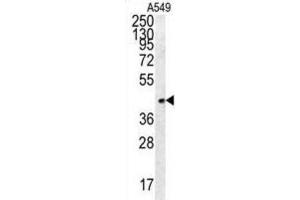 Western Blotting (WB) image for anti-Follistatin-Like 1 (FSTL1) antibody (ABIN2995700) (FSTL1 抗体)