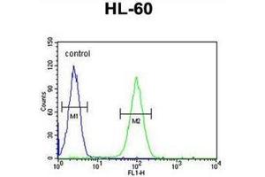 Flow cytometric analysis of HL-60 cells using LNPEP Antibody (N-Term) Cat. (LNPEP 抗体  (N-Term))