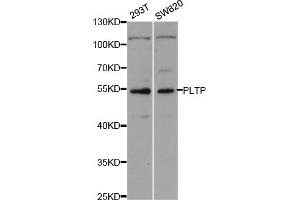 Western blot analysis of extracts of various cell lines, using PLTP antibody (ABIN5973280) at 1/1000 dilution. (PLTP 抗体)