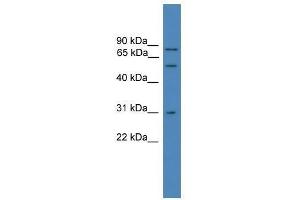 VCP antibody used at 0. (VCP 抗体  (C-Term))