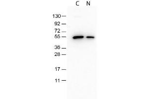 Monoclonal Antibody to detect conjugated proteins detects both C terminal linked and N terminal linked tagged recombinant proteins by western blot. (DYKDDDDK Tag 抗体)