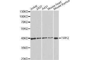 Western blot analysis of extracts of various cell lines, using TWF2 antibody. (TWF2 抗体)