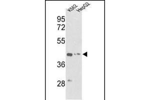 Western blot analysis of ACTG1 Antibody (Center) (ABIN390439 and ABIN2840819) in K562, HepG2 cell line lysates (35 μg/lane). (Actin, gamma 1 抗体  (AA 188-215))