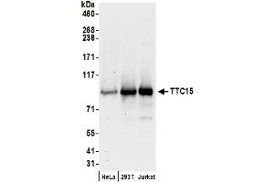 Western Blotting (WB) image for anti-Tetratricopeptide Repeat Domain 15 (TTC15) (AA 50-100) antibody (ABIN7449924)