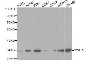 Western blot analysis of extracts of various cell lines, using YWHAE antibody. (YWHAE 抗体  (AA 1-255))