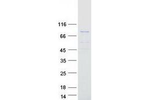 Western Blotting (WB) image for Aryl Hydrocarbon Receptor Nuclear Translocator-Like (ARNTL) (Transcript Variant 2) protein (Myc-DYKDDDDK Tag) (ABIN2714937)