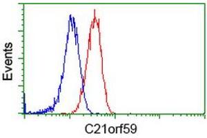 Image no. 2 for anti-Chromosome 21 Open Reading Frame 59 (C21orf59) antibody (ABIN1497042) (C21orf59 抗体)