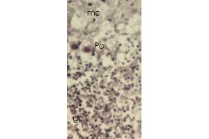 Mouse cerebellar cortex showing molecular cell layer (mc), Purkinje cells (Pc) and granular cell layer. (TXNL1 抗体  (C-Term, Trp32))