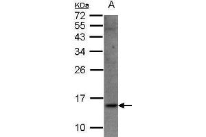 WB Image Sample(30 μg of whole cell lysate) A:Raji, 15% SDS PAGE antibody diluted at 1:1500 (SRP14 抗体)