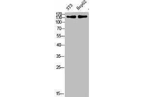 Western Blot analysis of 3T3, hepg2 cells using Antibody diluted at 500 (COL17A1 抗体  (AA 481-530))