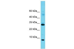 Western Blotting (WB) image for anti-Splicing Factor 3b, Subunit 5, 10kDa (SF3B5) (C-Term) antibody (ABIN2788607) (SF3B5 抗体  (C-Term))