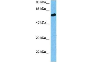 Host:  Rat  Target Name:  RXRA  Sample Tissue:  Rat Skeletal Muscle  Antibody Dilution:  1ug/ml (Retinoid X Receptor alpha 抗体  (N-Term))